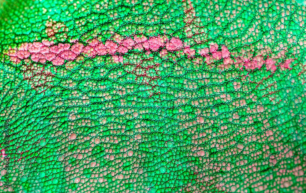 Beautiful multicolored bright chameleon skin, reptile skin pattern texture multicolored close-up as a background. Beautiful multicolored bright chameleon skin, reptile skin pattern texture multicolored close-up as a background.