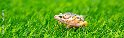 Lizard Eublepharis on a green lawn. Reptile gecko is yellow-spotted. Exotic tropical animal in the wild on the grass. smiling animal