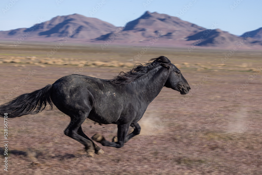 Beautiful Wild Horse in Spring in the Utah Desert Beautiful Wild Horse in Spring in the Utah Desert