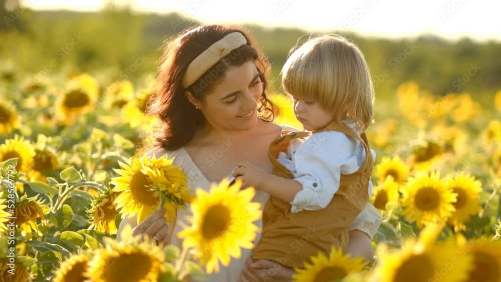 A young beautiful brunette plays with her little child on a walk in a field of sunflowers. Deficit of sunflower oil in the world. Family walk in the countryside in summer on A young beautiful brunette plays with her little child on a walk in a field of sunflowers. Deficit of sunflower oil in the world. Family walk in the countryside in summer on