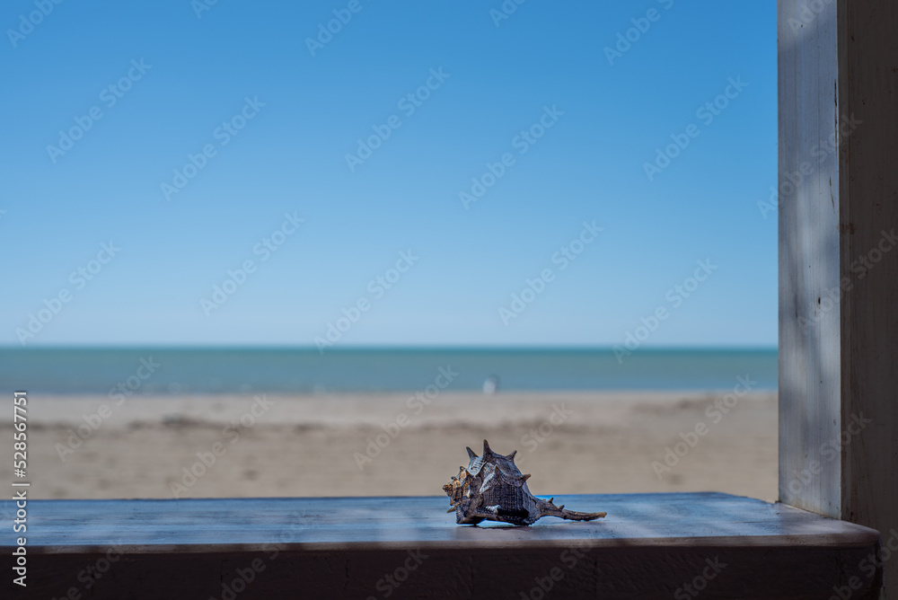 Fototapeta premium Seashell in the foreground. In the background the sand, the sky and the sea