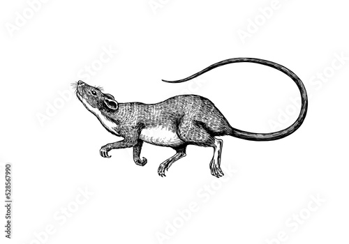 Rat or mouse in flying pose. Graphic wild animal. Hand drawn vintage sketch. Engraved grunge elements.