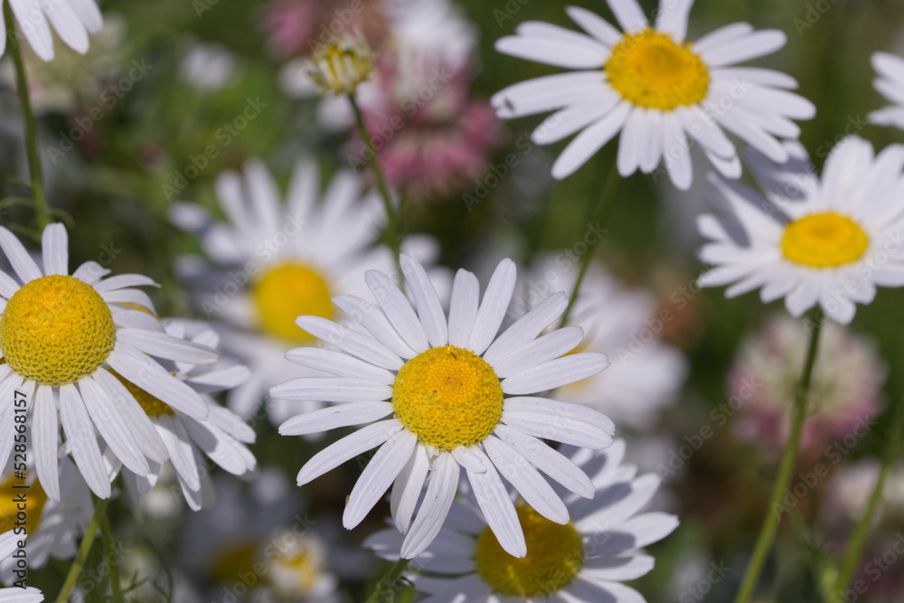 Fototapeta premium Wild Daisies in the Summer