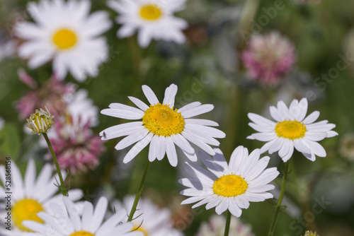 Wild Daisies in the Summer