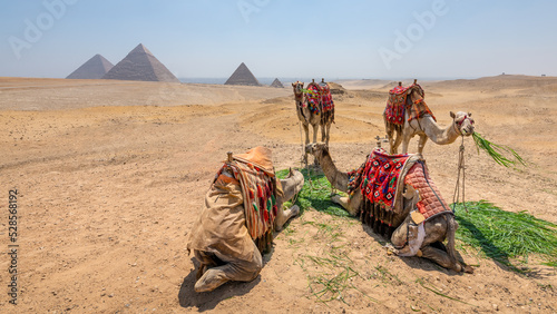 Camels eating with a view of the pyramids at Giza, Egypt