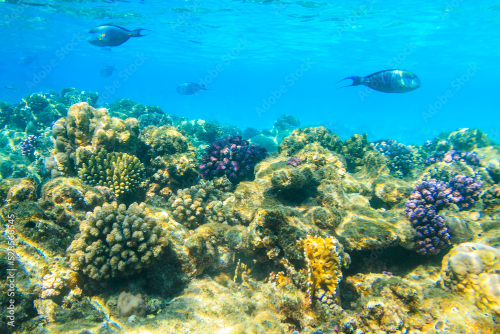 Fototapeta premium Sohal surgeonfish (Acanthurus sohal) or sohal tang, is a Red Sea endemic. Sohal surgeonfish on coral reef in the Red sea in Ras Mohammed national park. Sinai peninsula in Egypt