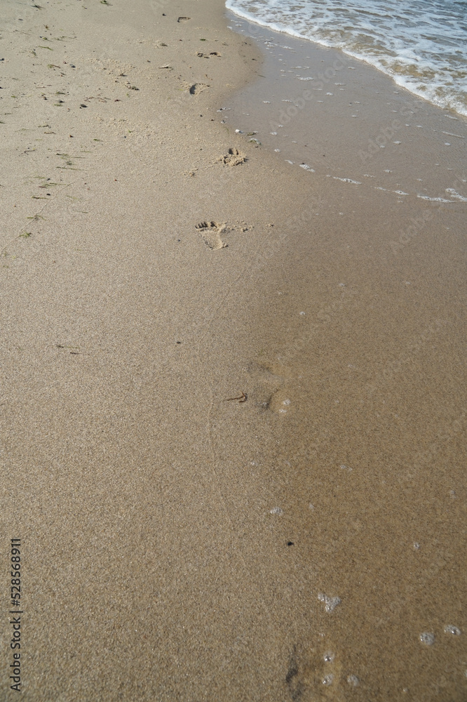 Traces in the sand during the oncoming wave. Traces in the sand during the oncoming wave.
