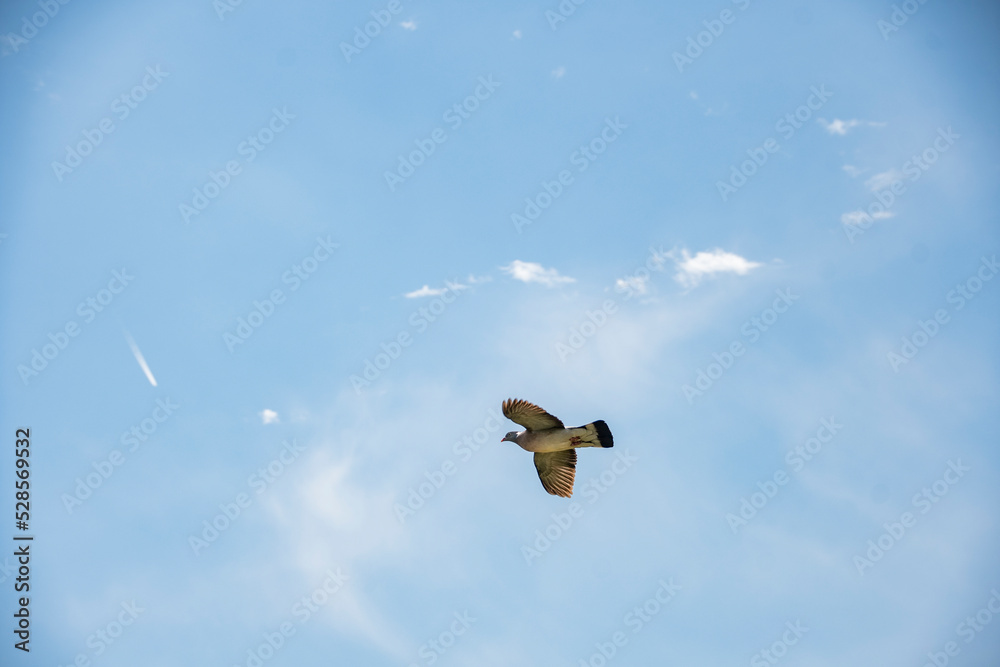 Fototapeta premium birds in flight