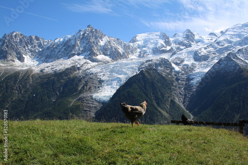 Poule dans les Alpes