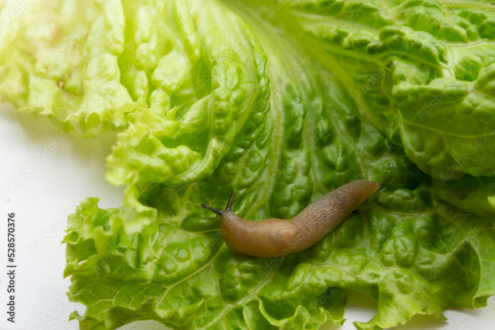 Large slug on green cabbage Slugs on cabbage are the same snails, but