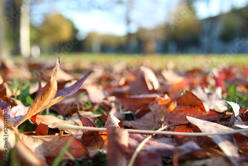 autumn leaves in the park, on the grass, and ground