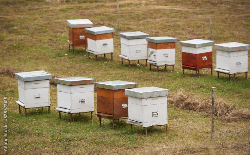 Bee hives on green grass in a field Bee hives on green grass in a field
