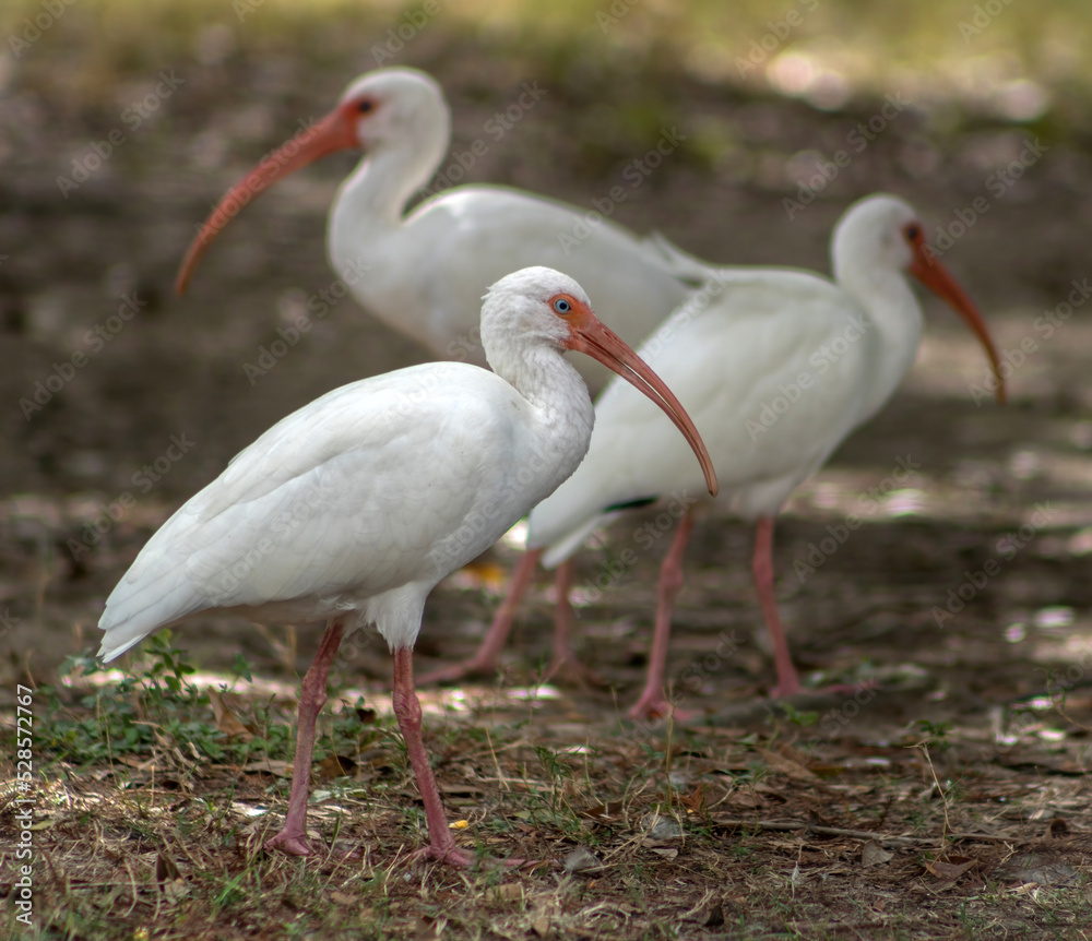 Fototapeta premium wild American White Ibises in Audobon Park, New Orleans