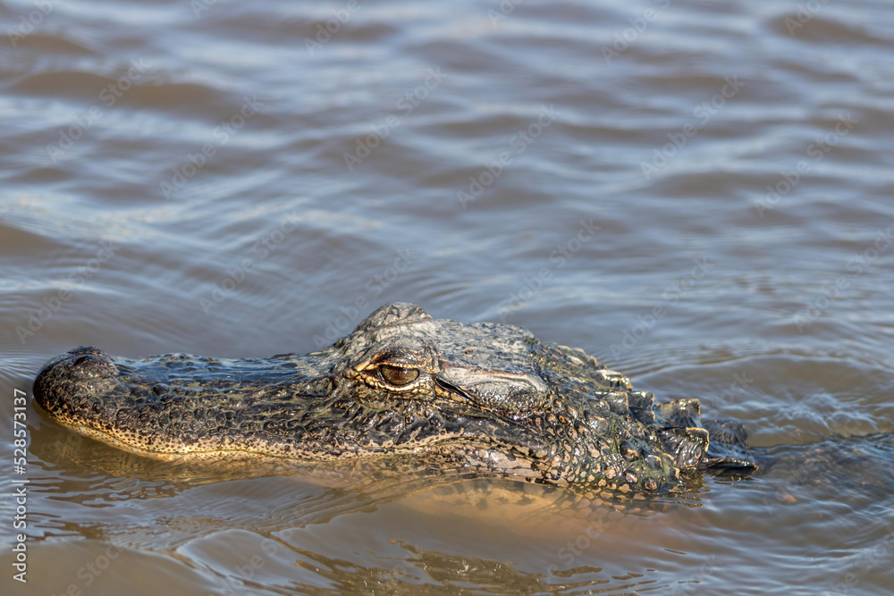 alligator in louisiana swamp near Jean Lafitte