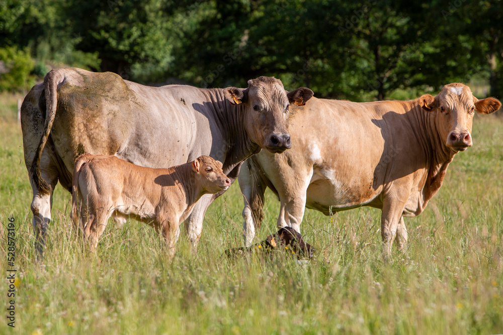 cows and calves in summer meadow with long grass cows and calves in summer meadow with long grass