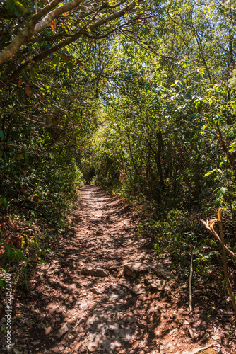 trail in the wood near pula, istria