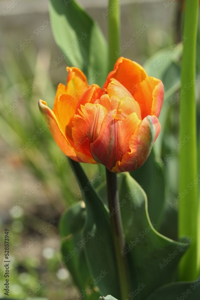 Fototapeta premium Tulip