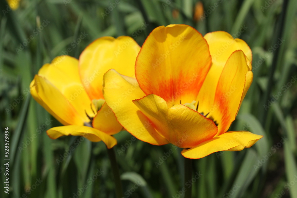 Tulip Tulip