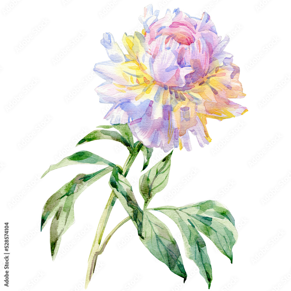 Hand drawn watercolor illustration of peony flower isolated on white ...
