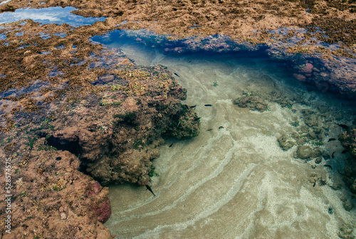 Natural pools and fish on the coral bank of the coast of the village of Morro de São Paulo in Bahia.
