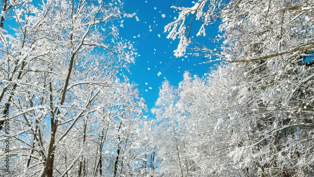 Cinemagraph of trees with snow and blue sky with snowflakes
