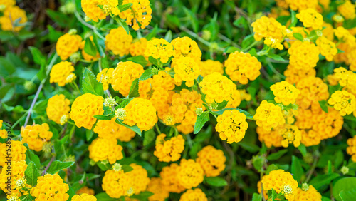Yellow lantana, perennial flowering plants, verbena family, Verbenaceae. Herbaceous plants and shrubs. Aromatic flower clusters called umbels. Wild lantanas are plants of unrelated genus Abronia photo