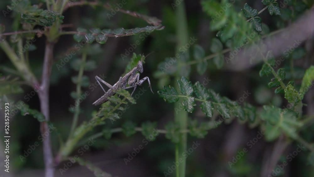 Small praying mantis leaping in slow motion
Medium shot from Jerusalm israel, 2022
Small praying mantis leaping in slow motion
Medium shot from Jerusalm israel, 2022