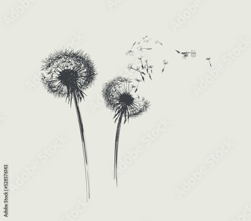Dandelions  Flying Seeds of Dandelion Hand Drawn Illustration isolated on white Background