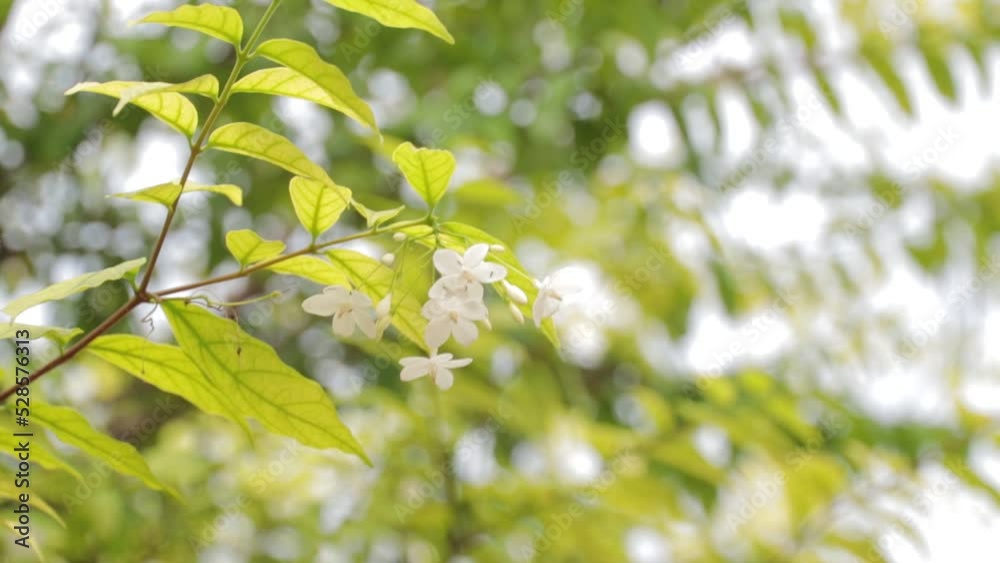 green leaves of a tree