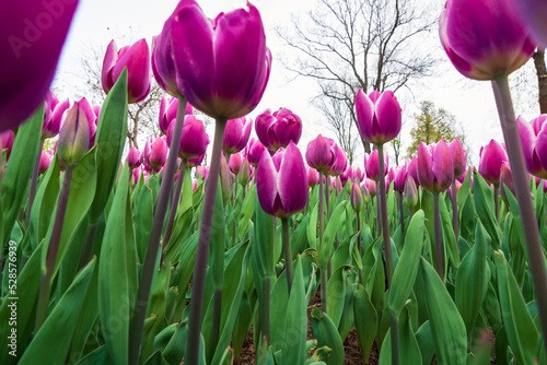 Pink tulips photo. Tulips from below in wide angle view