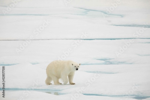 Curious female polar bear