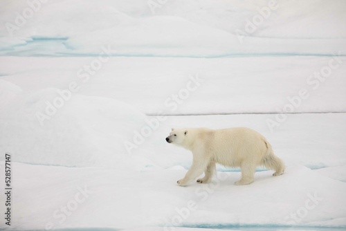 Curious walking polar bear