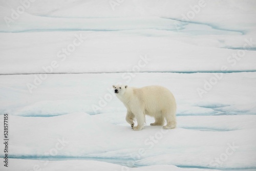 Curious young walking polar bear