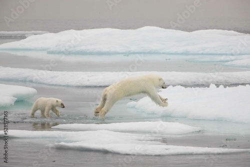 Fototapeta Naklejka Na Ścianę i Meble -  Jumping polar bear with cub