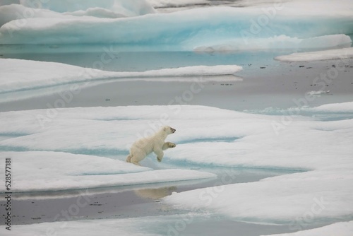 Leaping polar bear cub on ice