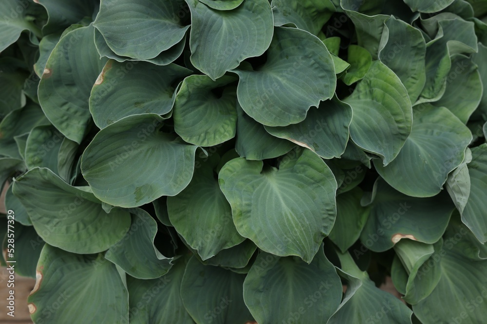 Beautiful hosta plant with green leaves, closeup view Beautiful hosta plant with green leaves, closeup view