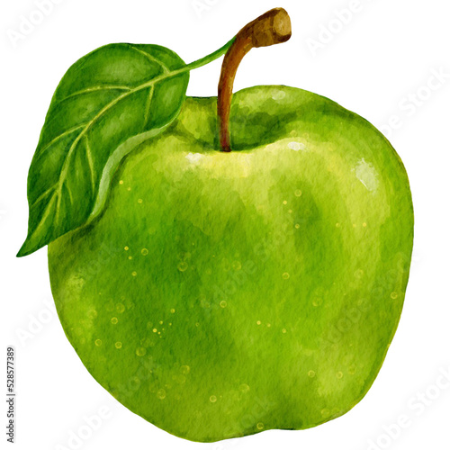 Juicy green apple.Watercolor illustration of a ripe fruit.