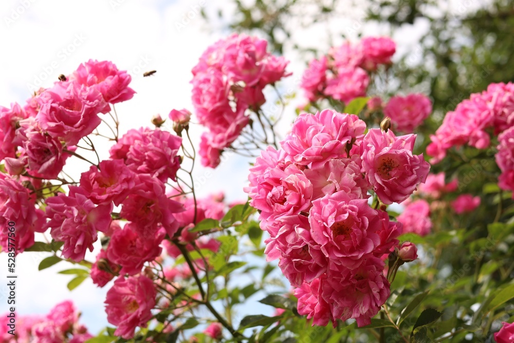 Beautiful blooming rose bush outdoors on sunny day Beautiful blooming rose bush outdoors on sunny day