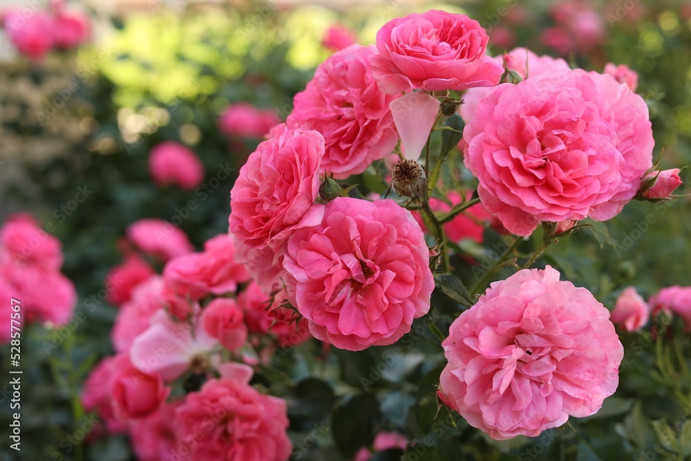 Closeup view of beautiful blooming rose bush outdoors on summer day Closeup view of beautiful blooming rose bush outdoors on summer day
