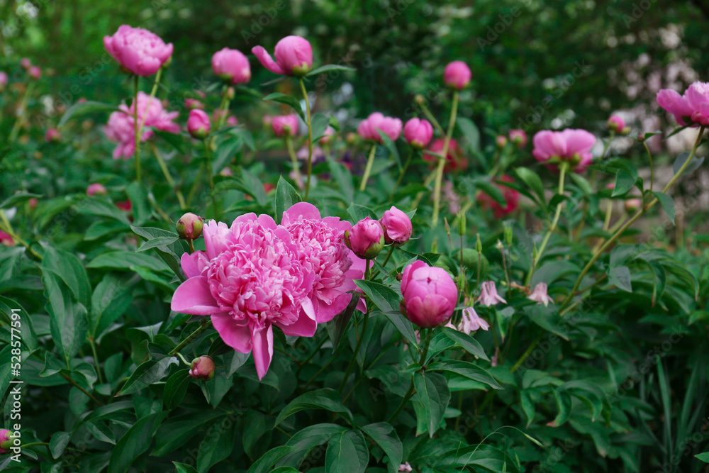 Beautiful peony plants with pink flowers and buds outdoors Beautiful peony plants with pink flowers and buds outdoors