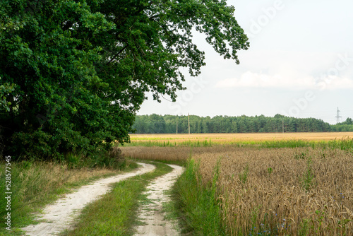 A dirt road runs along an agricultural field and forest. Beautiful autumn landscape in nature. Poor road quality for logistics and cargo transportation.