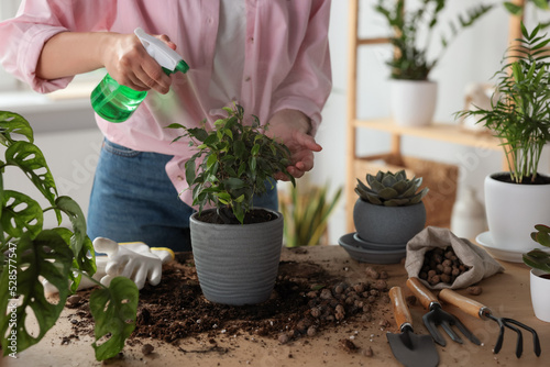 Woman spraying beautiful houseplant at table indoors, closeup