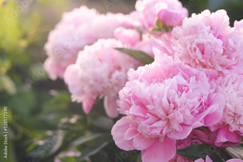 Fototapeta Naklejka Na Ścianę i Meble -  Blooming peony plant with beautiful pink flowers outdoors, closeup. Space for text