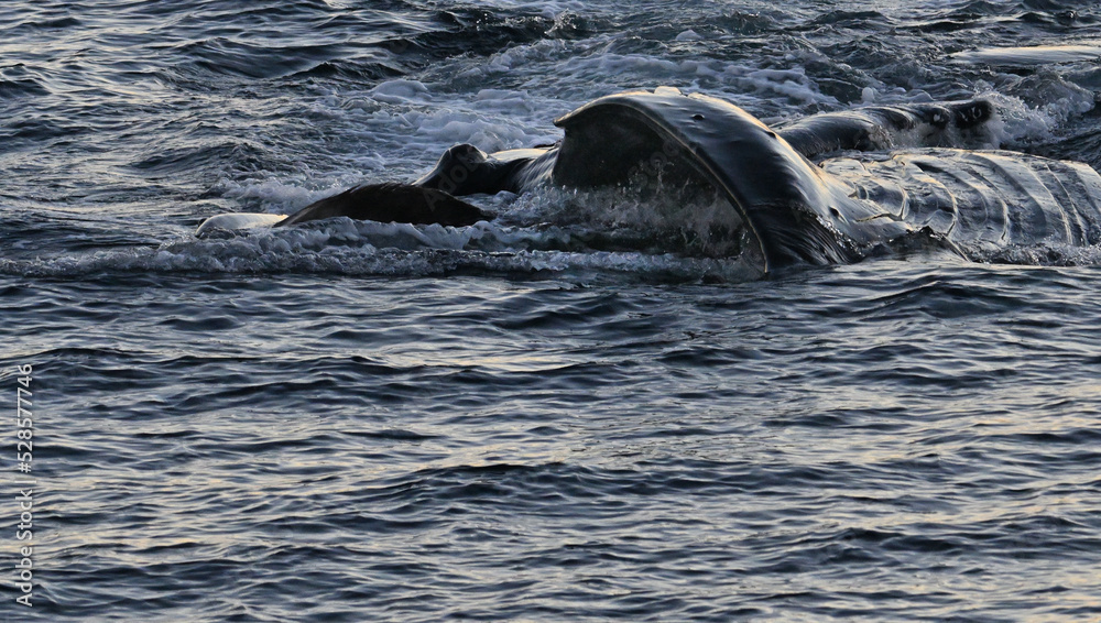 Obraz premium Humpback whale feeding upside down.