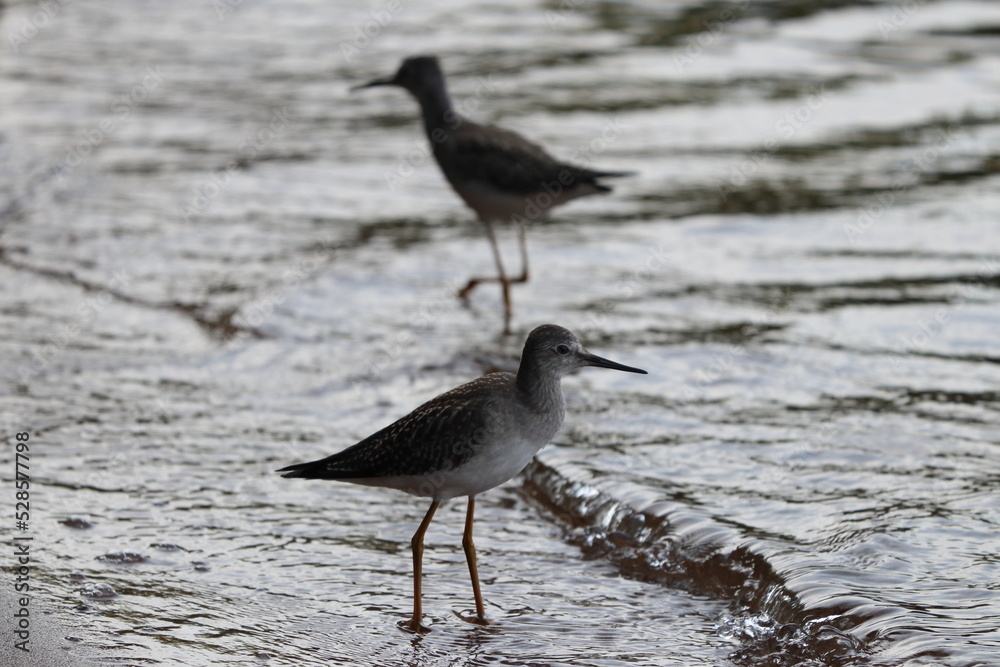 Fototapeta premium Sandpipers on the beach 