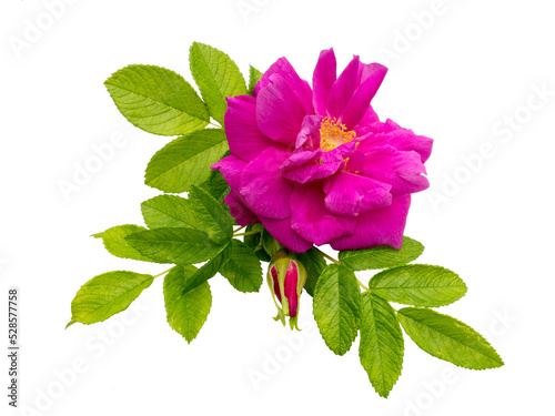 Pink rosa rugosa with leaves and bud isolated transparent png photo