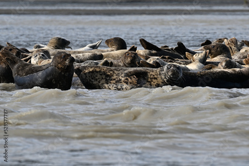 Alaskan harbor seals resting on mud flat.