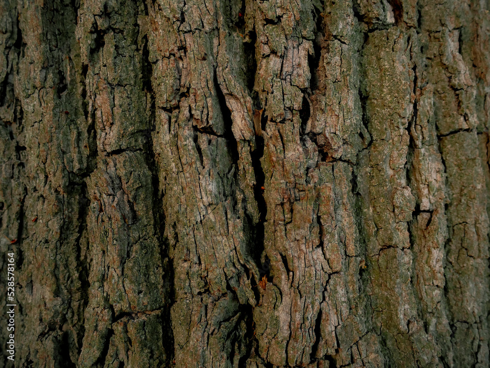 Fototapeta premium bark of a tree, texture, oak, moss.