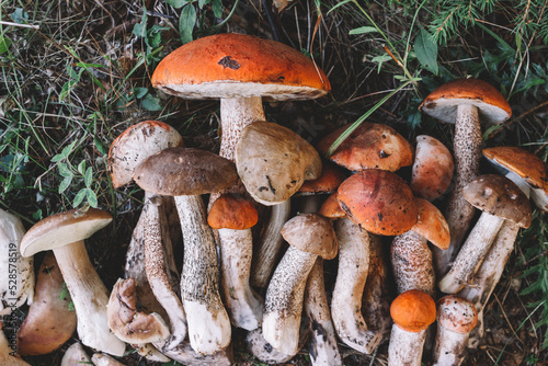 large, beautiful and tasty mushrooms