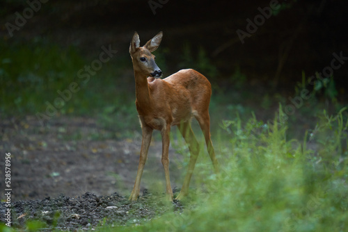 Roe deer in the forest, summer time © Xalanx